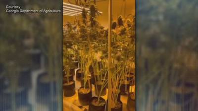 PHOTOS: 11,000 marijuana plants worth millions found in rural Georgia bust