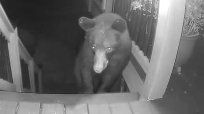 Bear spotted for second time in 2 weeks in same Gwinnett neighborhood