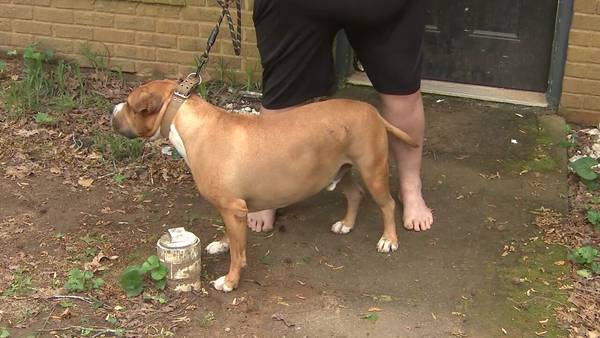 Dog shot on man’s Cobb County property, owner says neighborhood violence has become a problem