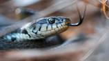 Warmer weather means more snakes slithering across Georgia 