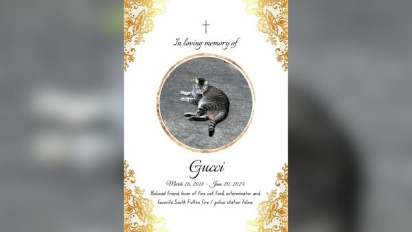 Metro Atlanta cat detective, S.F. Gucci, dies after stray dog fight