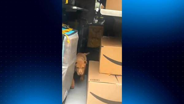 Amazon driver fired for trying to steal Henry County woman’s puppy from her yard