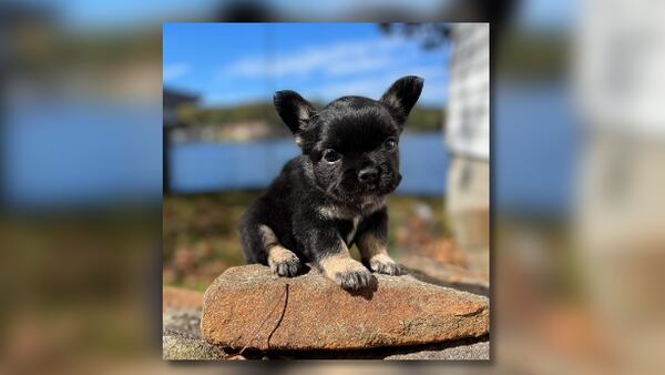 Stranger runs off with 10-week-old puppy at Gwinnett County dog show, family says