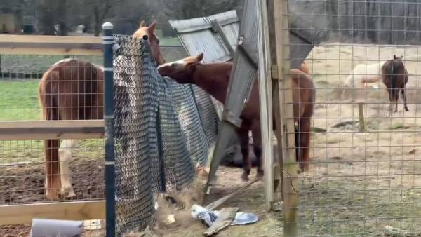 Video shows animals being removed from Noah’s Ark sanctuary as reports allege neglect