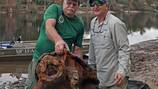 Georgia ‘T-Rex of turtles’ added to U.S. threatened species list