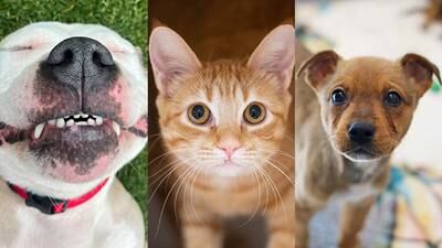 PHOTOS: Adoptable pets from the Atlanta Humane Society