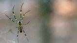 People across North Georgia report thousands of sightings of giant ‘flying’ spiders