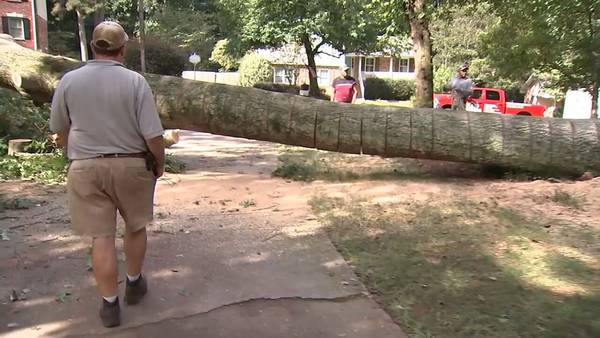 ‘When it rains, it pours.’ Days of heavy rain bring trees toppling on metro roads, driveways