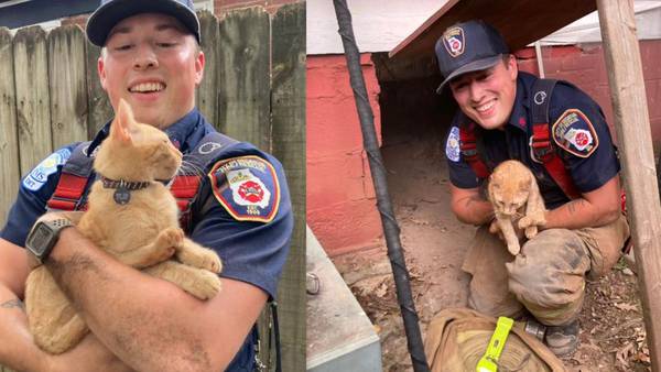 Cat saved by Decatur firefighters after getting stuck under crawl space