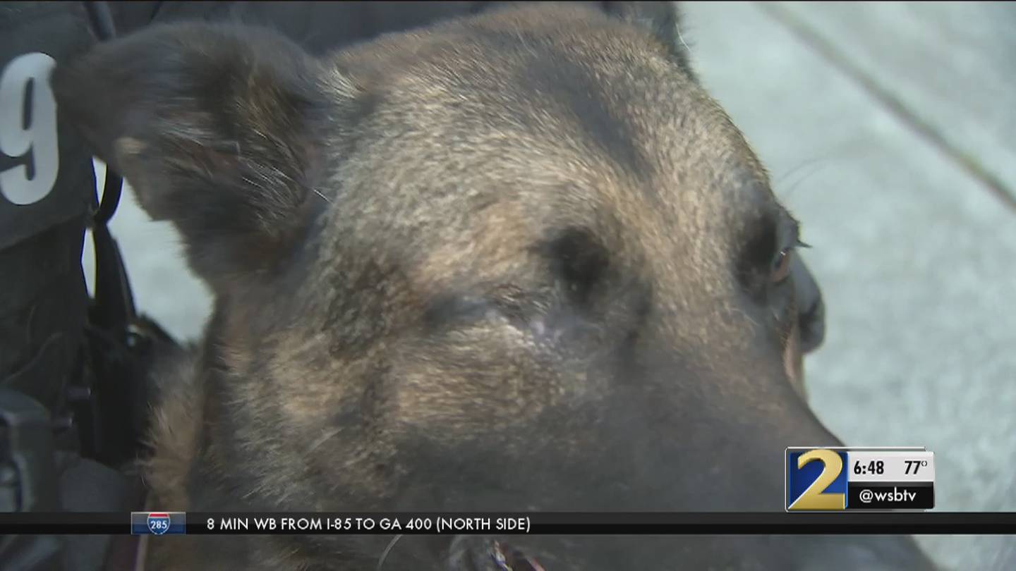 K-9 shot in head last year overcomes major challenges – WSB-TV Channel ...