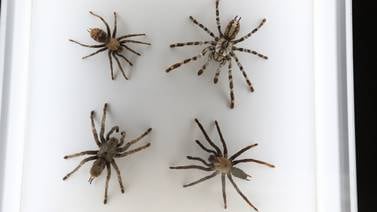 PHOTOS: 250 spiders fill Fernbank Museum