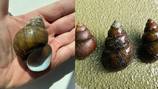 Lake Lanier Association gives update on ‘giant mystery snail’ invasion