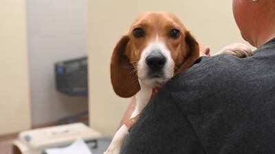 PHOTOS: These Atlanta Humane Society beagles need your help
