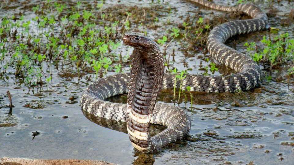 Venomous pet snake, a zebra cobra, on the loose after escaping home in  Raleigh - ABC11 Raleigh-Durham