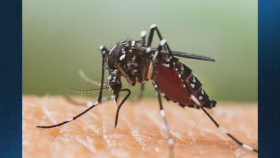 Experts warn mosquito invading Georgia can carry dangerous diseases