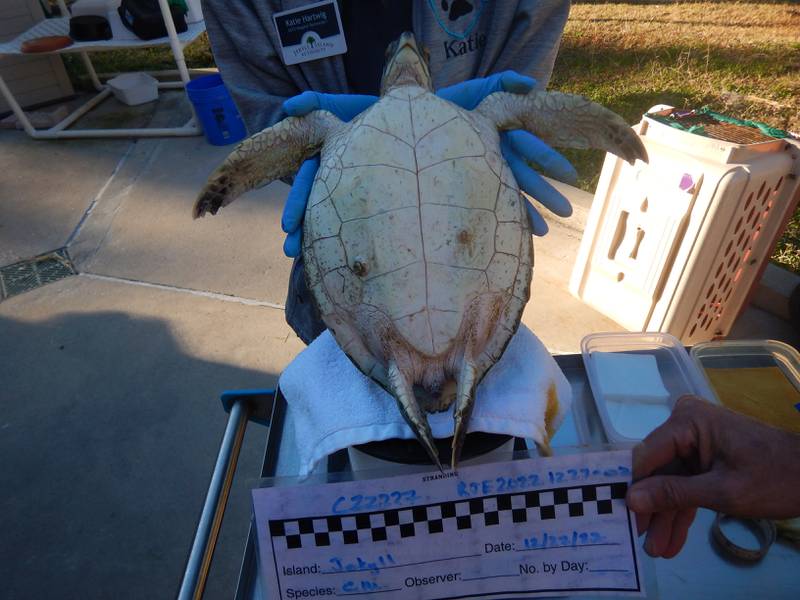 Four more cold-stunned sea turtles were found in Southeast Georgia this week and are getting help from Georgia Sea Turtle Center.