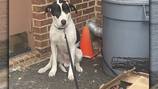 Dog found tied up with note outside Gwinnett business