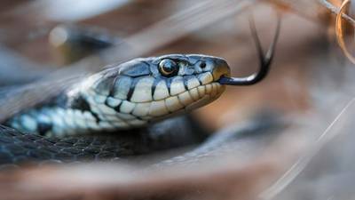 Warmer weather means more snakes slithering across Georgia 