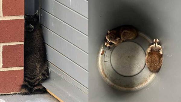 Band of bandit raccoons break into metro Atlanta sheriff’s office