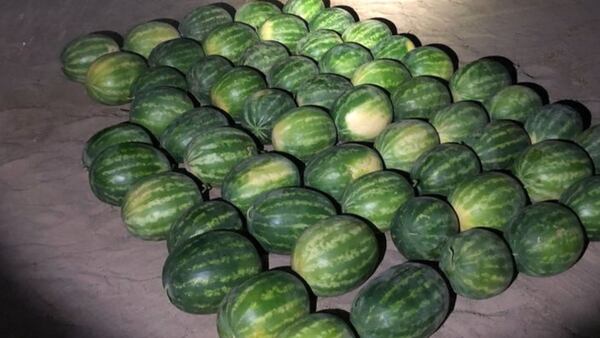 Officials: 2 people arrested for allegedly stealing 57 watermelons in California 