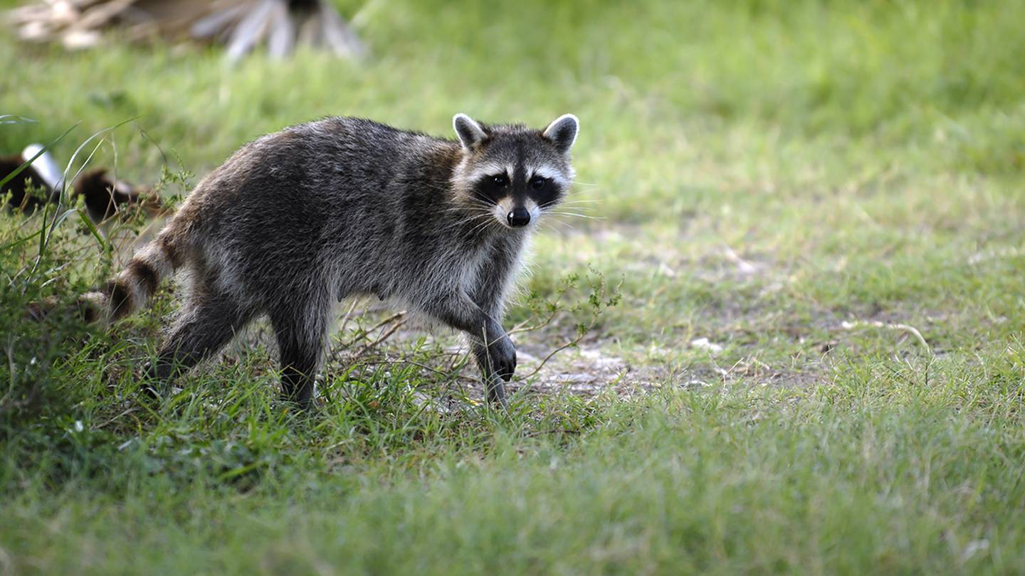 Raccoon tests positive for rabies, Forsyth County officials confirm – WSB-TV Channel 2