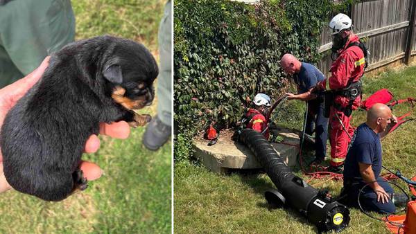 Storm-swept puppies rescued after being trapped 20-feet down in drainage pipe