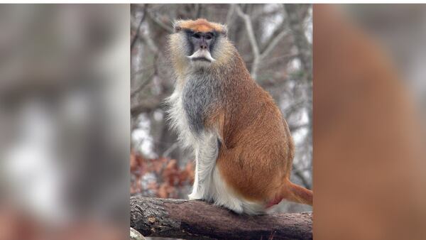 ‘Sounded like a scene from Jumanji:’ Monkeys escape from home in south Georgia