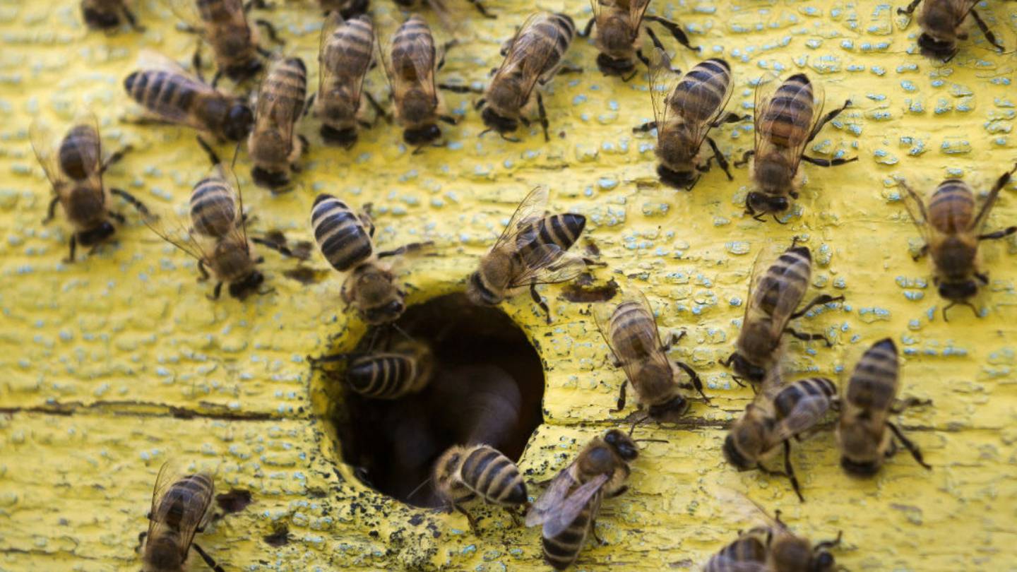 Local beekeepers scramble to rescue thousands of dying bees from Atlanta airport tarmac