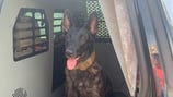 K-9 finds new home after being dropped off at GA shelter by his former handler