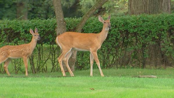 You are more likely to hit a deer over the next 7 days than any other time of year. Here’s why