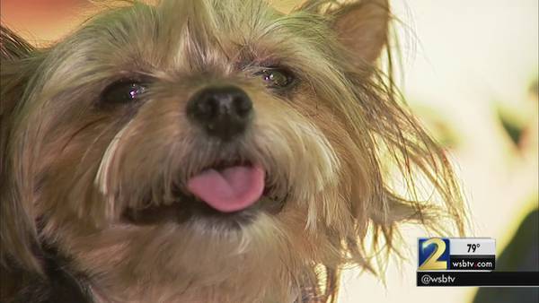New research aims to slow aging in dogs