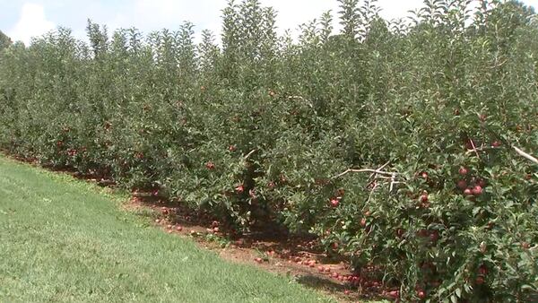 Hard freeze leaves north Georgia apple picking season shorter than normal