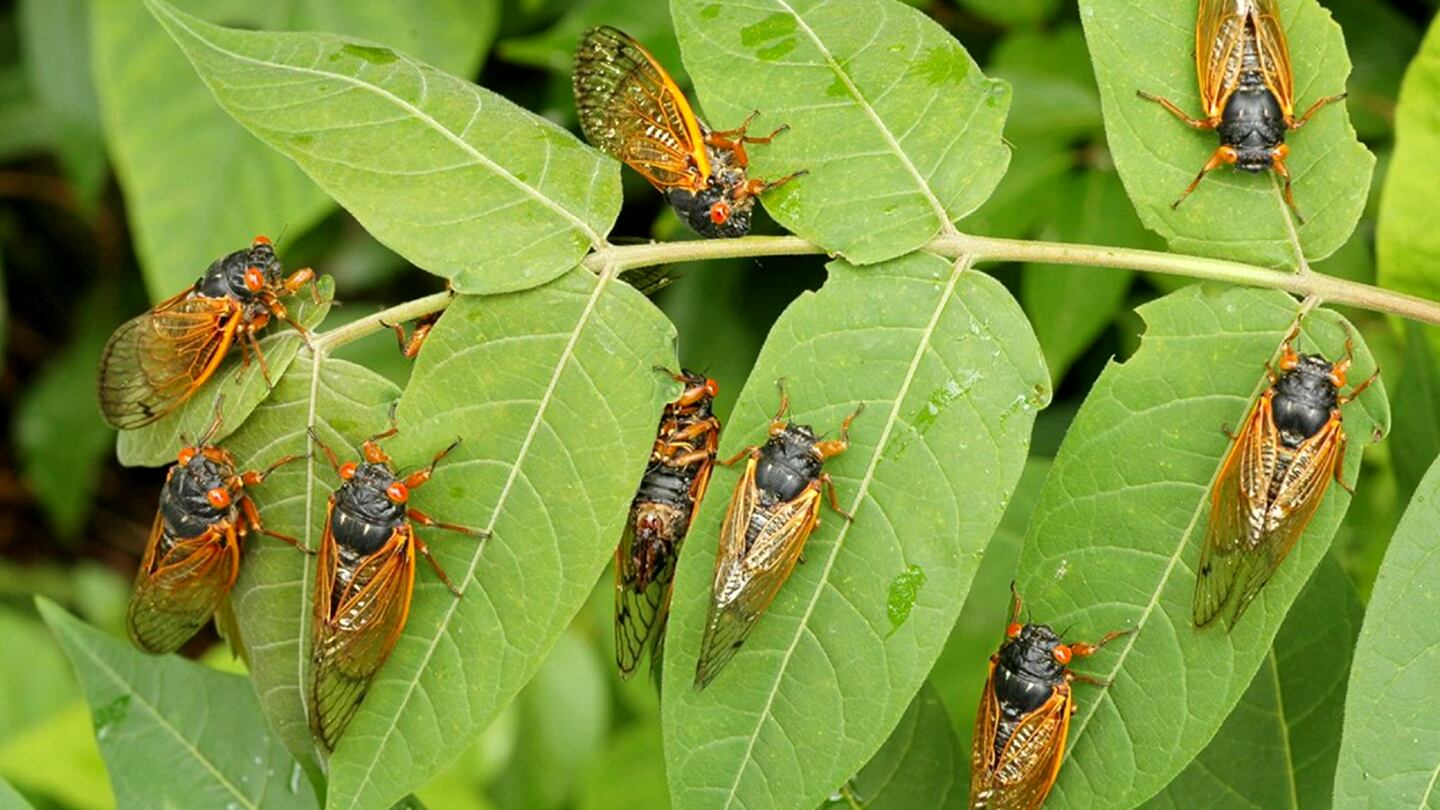 Hear that sound? More cicadas than usual could find their way into