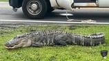 9-foot alligator found walking around central GA highway
