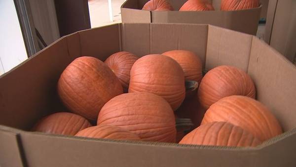 Growing number of Georgia farmers now growing pumpkins