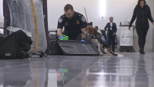 Atlanta’s airport Beagle Brigade sniffs out potential threats 