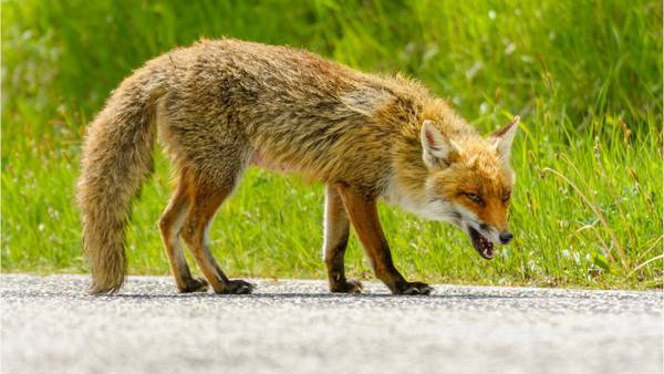 Foxes that attacked 2 people test positive for rabies