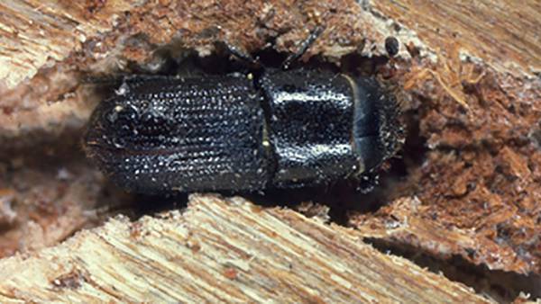 During pine beetle season in  Georgia, here's what to look for to save your trees