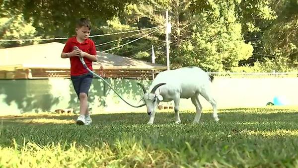 Family says support goat for son with autism in jeopardy of being taken away by Newton County