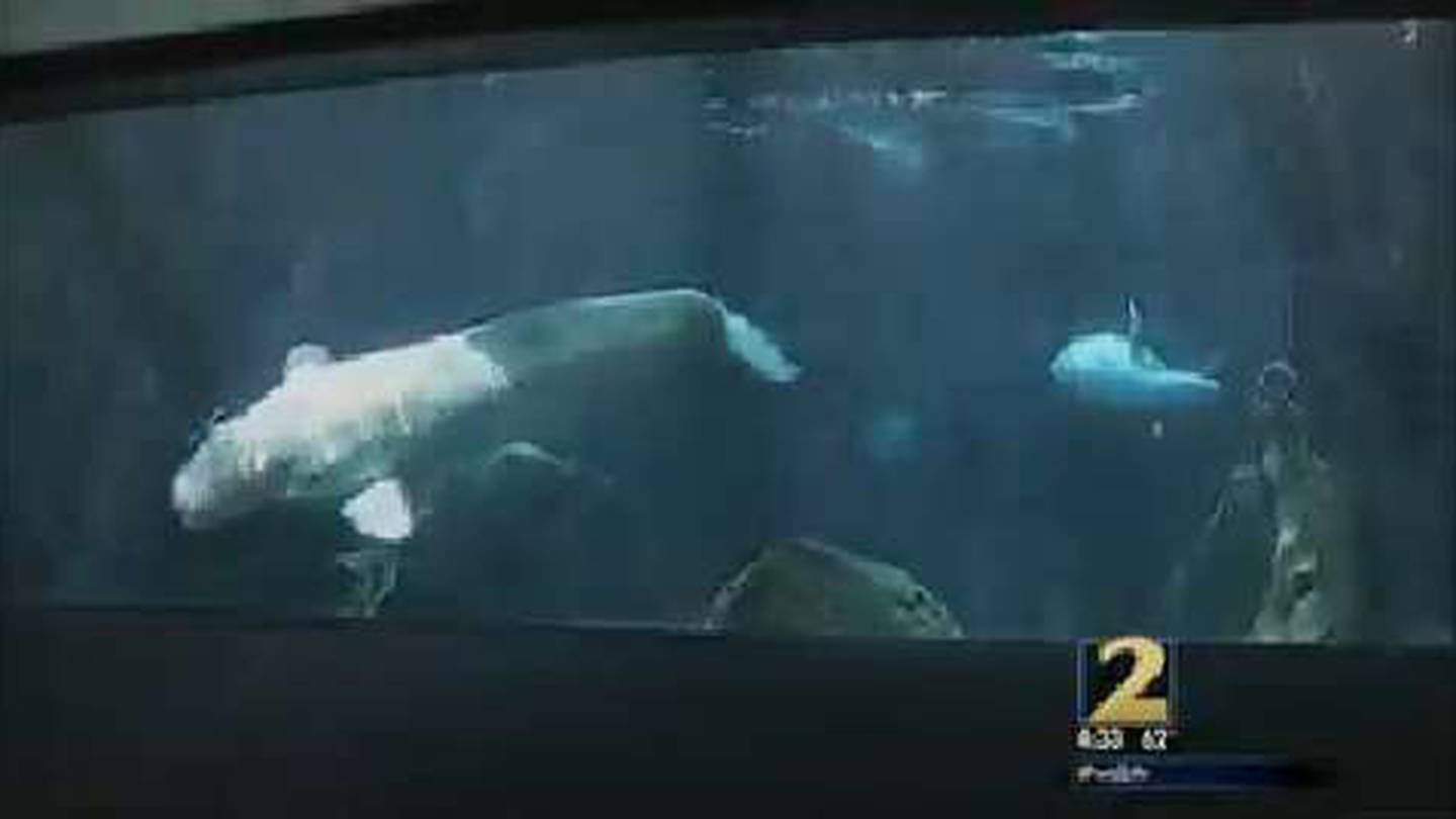 Georgia Aquarium's Beluga Whale Capture Comes Under Fire