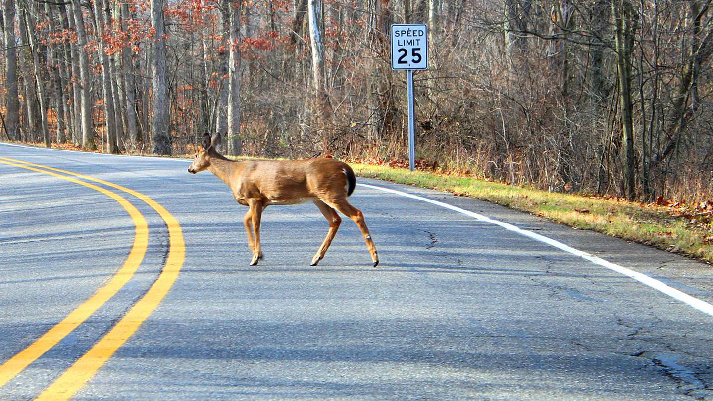 Be on alert Look out for deer on roads this time of year WSB