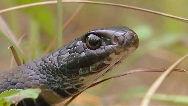 Watch for more snakes as weather warms up