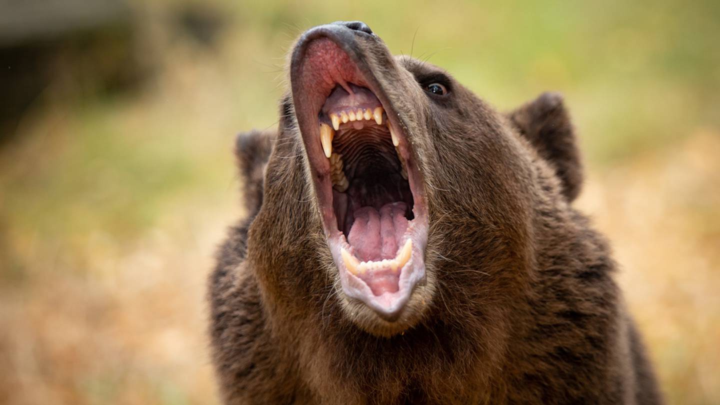 The Bear Is Bleeding Out: Why Aren't We Hearing That?