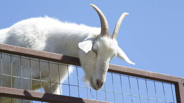 PHOTOS: Georgia's odd roadside attractions includes Goats on the Roof