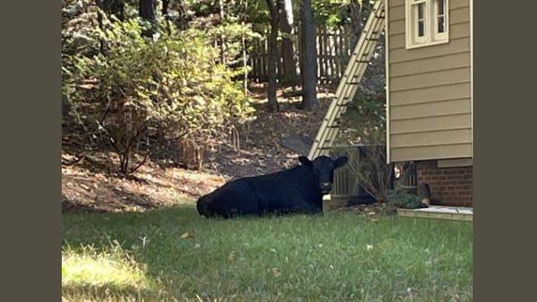 A cow is surprising neighbors in metro Atlanta; police are searching for the owner