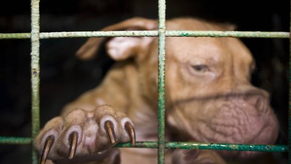 96 dogs seized, 5 GA men sentenced to prison in dogfighting operation bust
