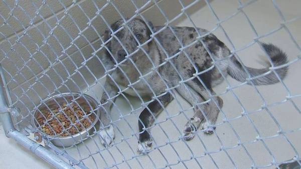 Dogs at overcrowded Clayton County shelter in dire need of new homes by Thursday
