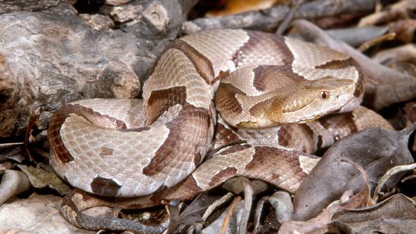 With the warmer weather, expect to see more snakes out and about