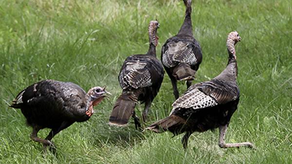 Did you know? Turkeys often bathe themselves in ants for protection