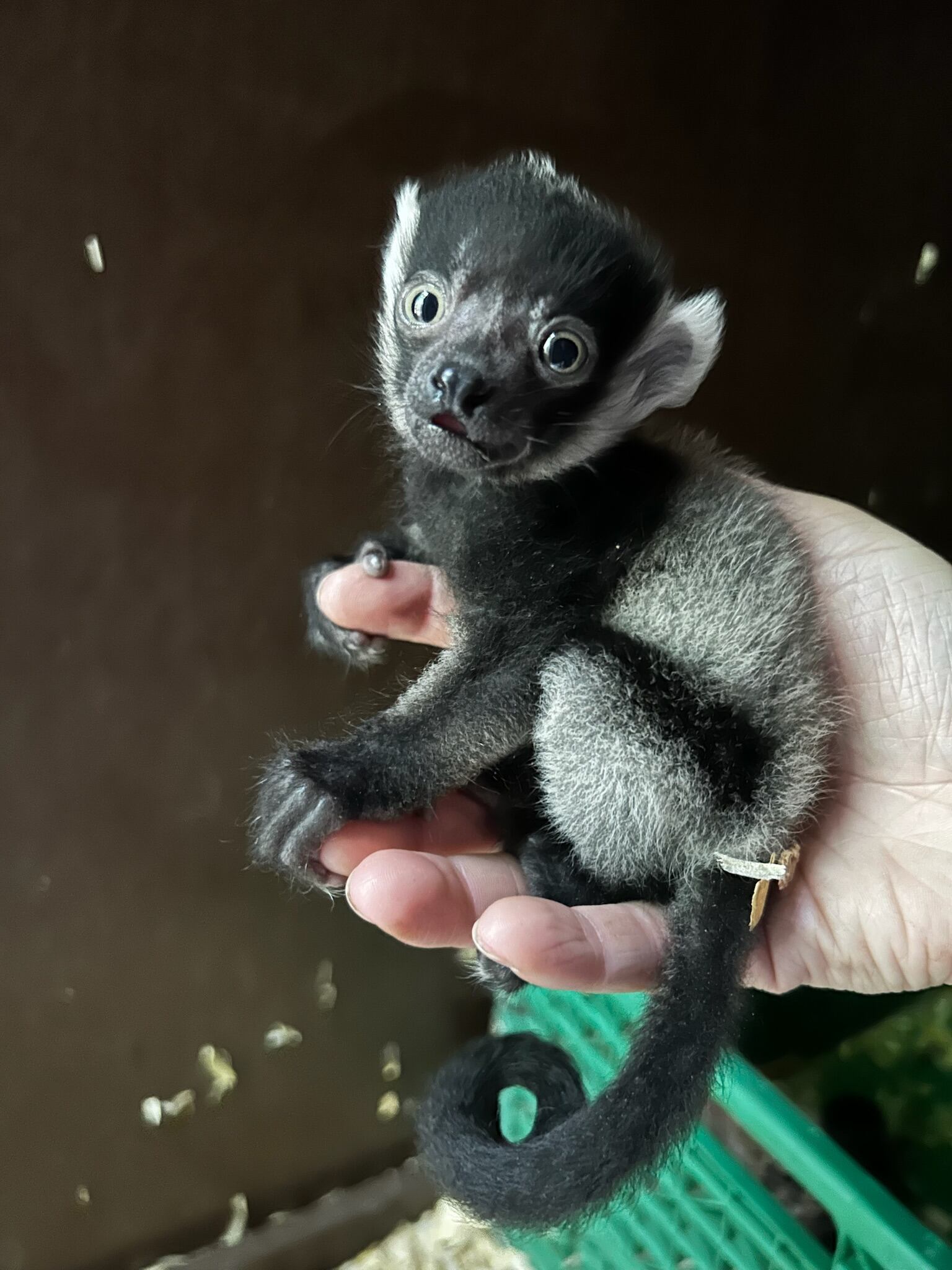 One of four critically endangered black and white ruffed lemurs that were born April 18 at North Georgia Wildlife & Safari Park in Cleveland.